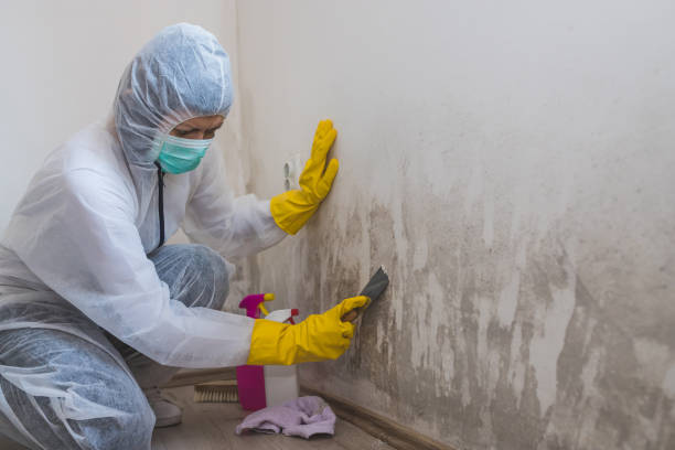 Best Emergency Mold Remediation in Blue Mound, IL