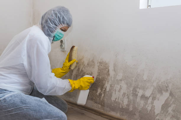 Best Post-Flood Mold Remediation in Blue Mound, IL