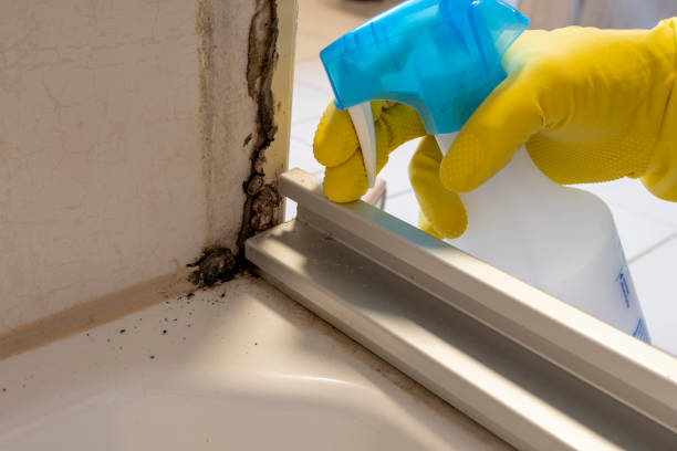 Best Localized Mold Remediation (e.g., coastal areas, humid climates) in Blue Mound, IL