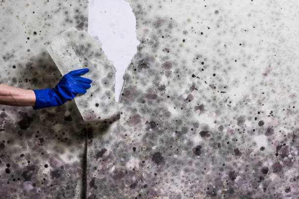 Best Mold Remediation for Specific Building Types in Blue Mound, IL