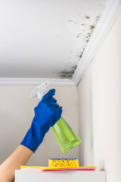 Blue Mound, IL Mold Remediation Company