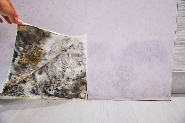 Best Kitchen Mold Remediation in Blue Mound, IL